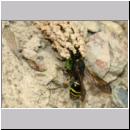 G-Odynerus spinipes w03b beim Nesteintrag einer Larve des Ruesselkaefers.jpg